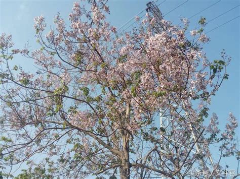 梧桐樹開花